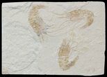 Three Cretaceous Fossil Shrimp (Carpopenaeus) - Lebanon #52788-1
